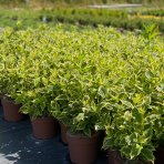 Vajgela kvetnatá (Weigela florida) ´NANA VARIEGATA´®  - výška 30-40 cm, kont. C2L